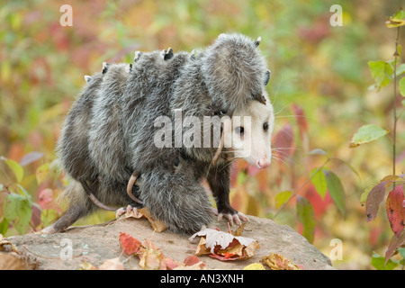 Virginia Opossum Didelphis Virginiana Sandstein Minnesota USA 22 September Erwachsene Frauen mit jungen Stockfoto