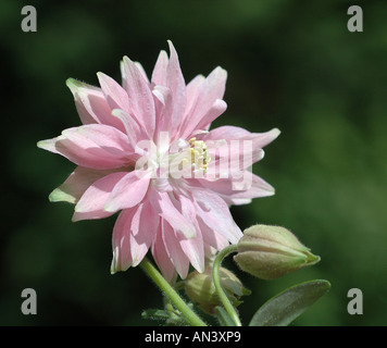 Blass rosa Columbine Blume Stockfoto