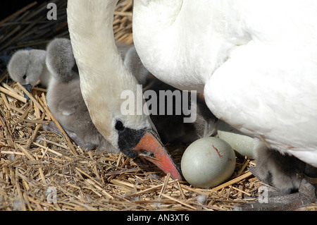 Höckerschwan auf Nest mit Eiern Stockfoto