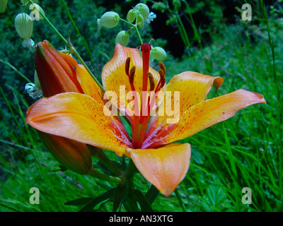 Lilium Bulbiferum, Orangerote Feuerlilie, Lis Safrane, Glilio Rosso, Feuerlilie, Feuer-Lilie Stockfoto