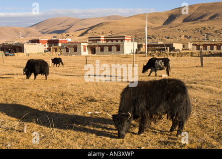 China westlichen Sichuan die Straße nach Tibet Lithang schwarz Vieh weidete auf trockenen Gebiet mit Häusern und Hügeln im bkgd Stockfoto