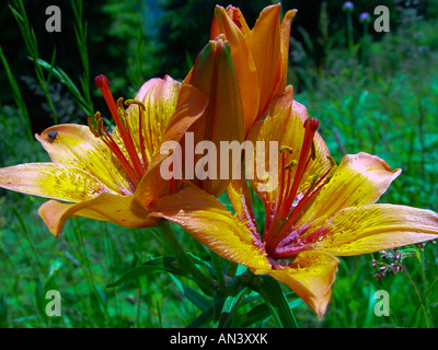 Lilium Bulbiferum, Orangerote Feuerlilie, Lis Safrane, Glilio Rosso, Feuerlilie, Feuer-Lilie Stockfoto