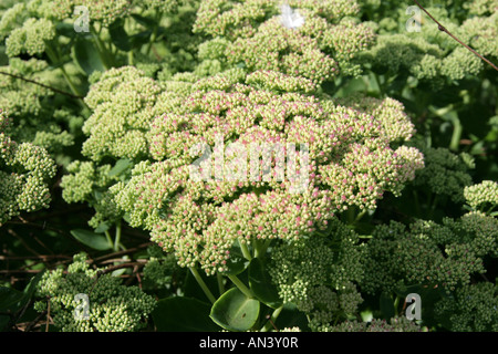 Auffällige Fetthenne Sedum Herbstfreude Syn Sedum Herbst Freude Syn Hylotelephium Stockfoto