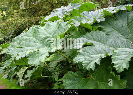 Riesen Rhabarber Gunnera Tinctoria Gunneraceae Syn Gunnera chilensis Stockfoto