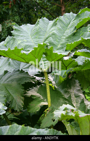 Riesen Rhabarber Gunnera Tinctoria Gunneraceae Syn Gunnera chilensis Stockfoto