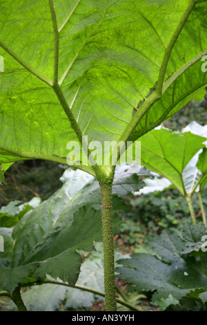 Riesen Rhabarber Gunnera Tinctoria Gunneraceae Syn Gunnera chilensis Stockfoto