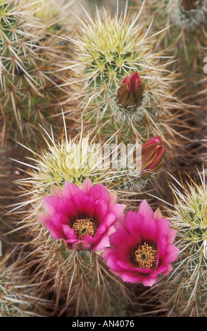 Engelmann hedgehog Cactus in der Blüte echinocereus engelmanii Anza Borrego Desert State Park California Stockfoto