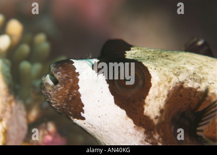 [Maskierte Kugelfisch] Arothron Diadematus Closeup Rotes Meer Stockfoto