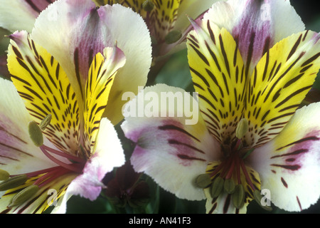 Alstroemeria "Little Miss Charlotte". Peruanische Lilie Stockfoto