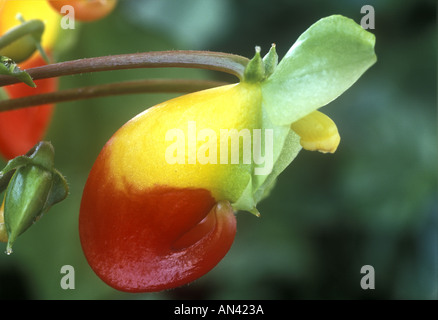 Impatiens niamniamensis.(Balsam beschäftigt Lizzie Kongo Kakadu, Papagei Impatiens oder Papageienpflanze Stockfoto