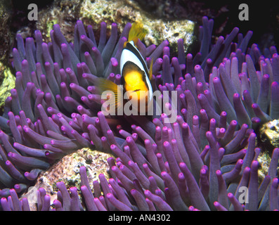 Clark' s Anemonenfischen Amphiprion Clarkii Stockfoto