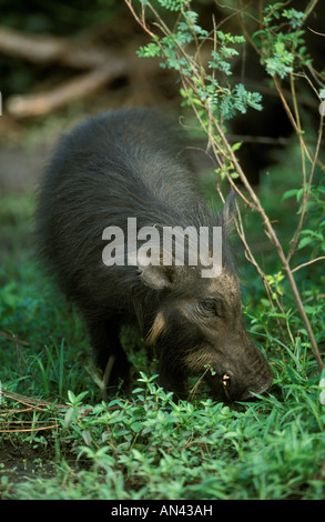 Ein riesiger Wald Schwein (Hylochoerus Meinertzhageni) Beweidung in üppiger vegetation Stockfoto