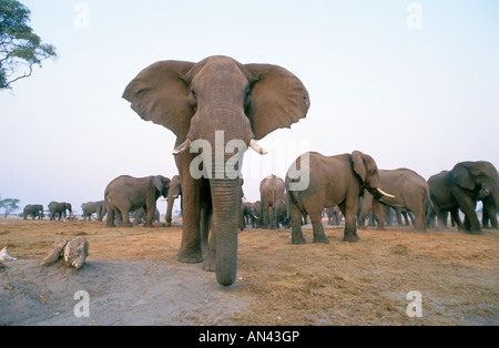 Elefant mit großen Zucht-Herde, zu Fuß in Richtung der Kameras mit seinen Ohren verlängert Stockfoto