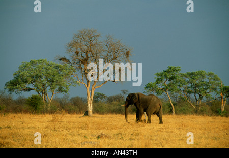 Einsamer Elefant (Loxodonta Africana) zu Fuß über Grasebene gegen ein stimmungsvoller Himmel Stockfoto