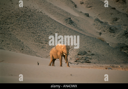 Eine malerische Aussicht auf eine einsame Wüste Elefant (Loxodonta Africana) stehend auf einem sandigen Abhang Stockfoto