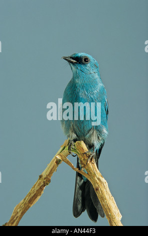 Verditer Fliegenfänger ((Eumyias Thalassinus)) Stockfoto