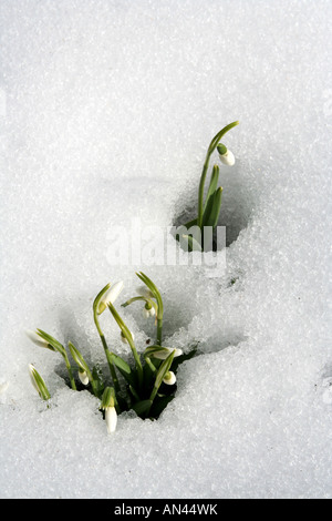 Schnee fällt die Blüte im Frühjahr verschneiten Bayern Deutschland Europa Stockfoto