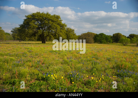 Abendlicht auf Eiche und Bereich der Wildblumen in der Nähe von Devine, Texas Stockfoto