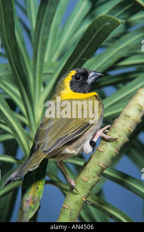 Kubanische Grassquit. Kubanische Finch.  (Tiaris Tochter) Stockfoto