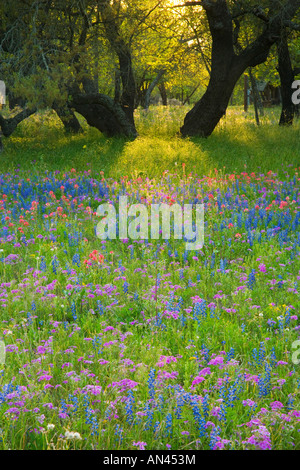 Abendlicht, das durch Eichen auf Texas blaue Mützen und Phlox, Devine in der Nähe von Texas. Stockfoto