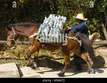 China-Guangxi-Ping ein Dorf Dragon Backbone Reisterrassen Pferd mit Bier Flaschen Stockfoto