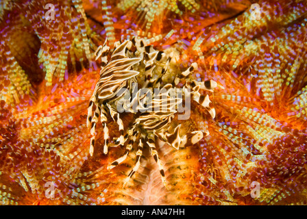 Zebra Krabben Zebrida Adamsii auf einem Feuer Urchin Asthenosoma Varium Nationalpark Komodo Indonesien Stockfoto