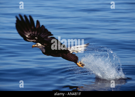 Weißkopfseeadler Haliaeetus Leucocephalus Erwachsene fangen Fische Homer Alaska USA winter Stockfoto