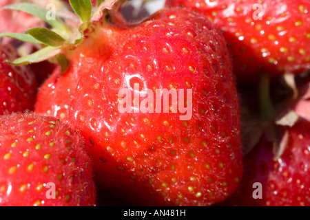 Eine Reihe von frischen Erdbeeren Stockfoto