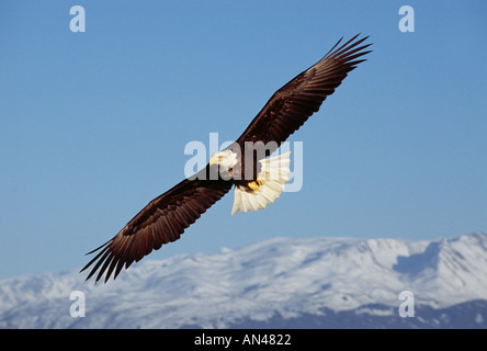 Weißkopfseeadler Haliaeetus Leucocephalus Erwachsenen über Schnee bedeckt Berge Alaska USA winter Stockfoto