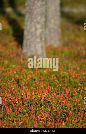 Herbstfarben auf Heidelbeere ( Vaccinium myrtillus ) Unterholz , Finnland Stockfoto