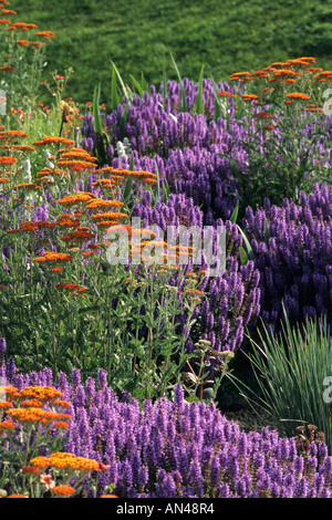 Fernleaf Schafgarbe (Achillea filipendulina 'Feuerland') und Wald Salbei (Salvia officinalis) Stockfoto