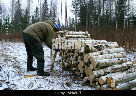 Ältere Mann hacken und häufen Brennholz, Finnland Stockfoto