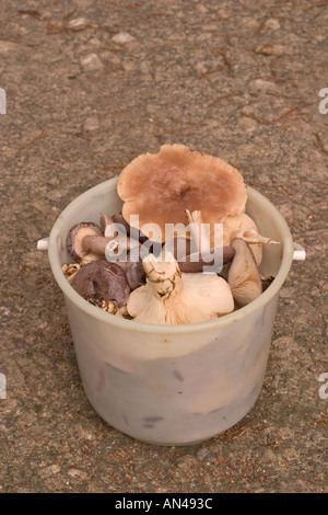 Ein kleiner, weißer Plastikeimer, gefüllt mit Pilzen aus der nördlichen Milchkappe, Finnland Stockfoto