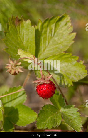 Nahaufnahme einer isolierten Erdbeere, Fragaria vesca Stockfoto