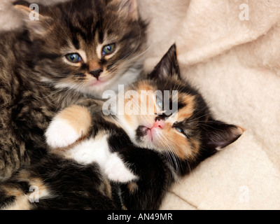 Zwei drei Wochen alten Kätzchen im Korb Stockfoto