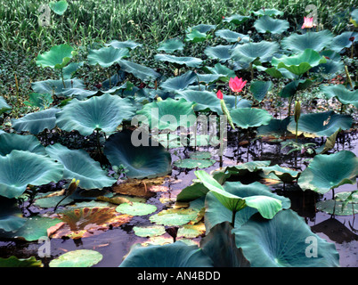 Red Lotus Lily Yellow River in Kakadu National Park Northern Territory Australien Stockfoto