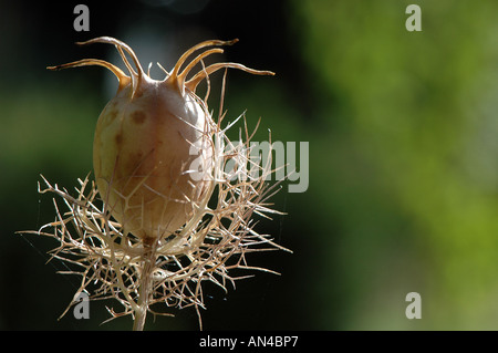 Ein einzelnes Nigella seedhead Stockfoto