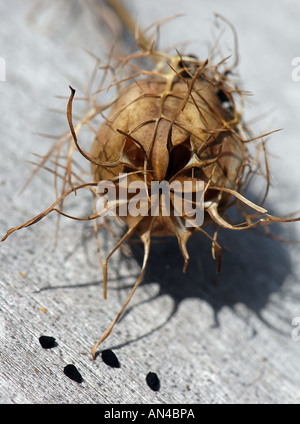 Ein einzelnes Nigella Seedhead mit Samen Stockfoto