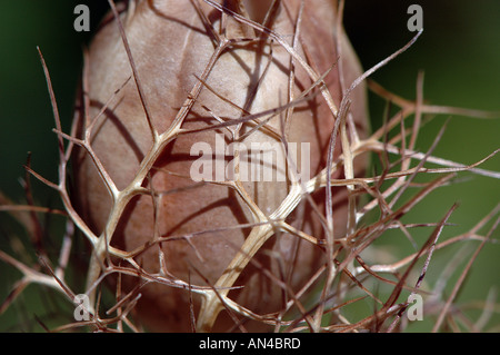 Nahaufnahme von einem einzigen Nigella Seedhead gemeinsamen Namen - Liebe-in-the-Nebel Stockfoto