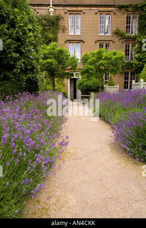 Holker Hall, Cumbria, Lavendel Pfad Stockfoto