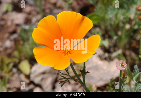 Mexikanische Tulip Poppy Goldpokal Blumen Hunnemannia fumariifolia Stockfoto