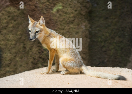 SWIFT-Fuchs Vulpes Velox Oklahoma City Zoo Oklahoma USA 26 August Erwachsene Gefangene Canidae Stockfoto