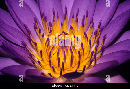 Cape Blauwasser Lilly in Chiang Mai, Thailand Stockfoto