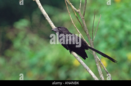 Nut in Rechnung gestellt Ani Crotophaga Sulcirostris Costa Rica April Erwachsenen CUCULIDAE Stockfoto