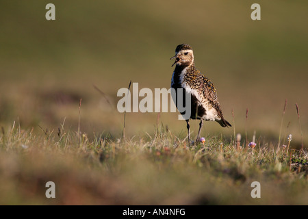 Goldregenpfeifer eurasischen Pluvialis Apricaria Goldregenpfeifer-Island Stockfoto