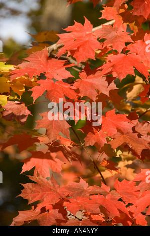 Rote Ahornblätter hautnah Stockfoto