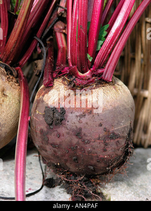 Rote Beete Beta Vulgaris Sorte boltardy Stockfoto