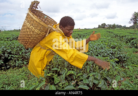 Arbeitnehmer Kommissionierung Teeblätter in Plantation, Malawi, Afrika Stockfoto