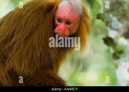 Roten Uakari Affen Cacajao Calvus Ucayalii junge Beschriftung Stockfoto