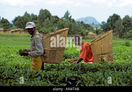 Arbeitnehmer Ernte Tee Blätter in der Plantage Stockfoto